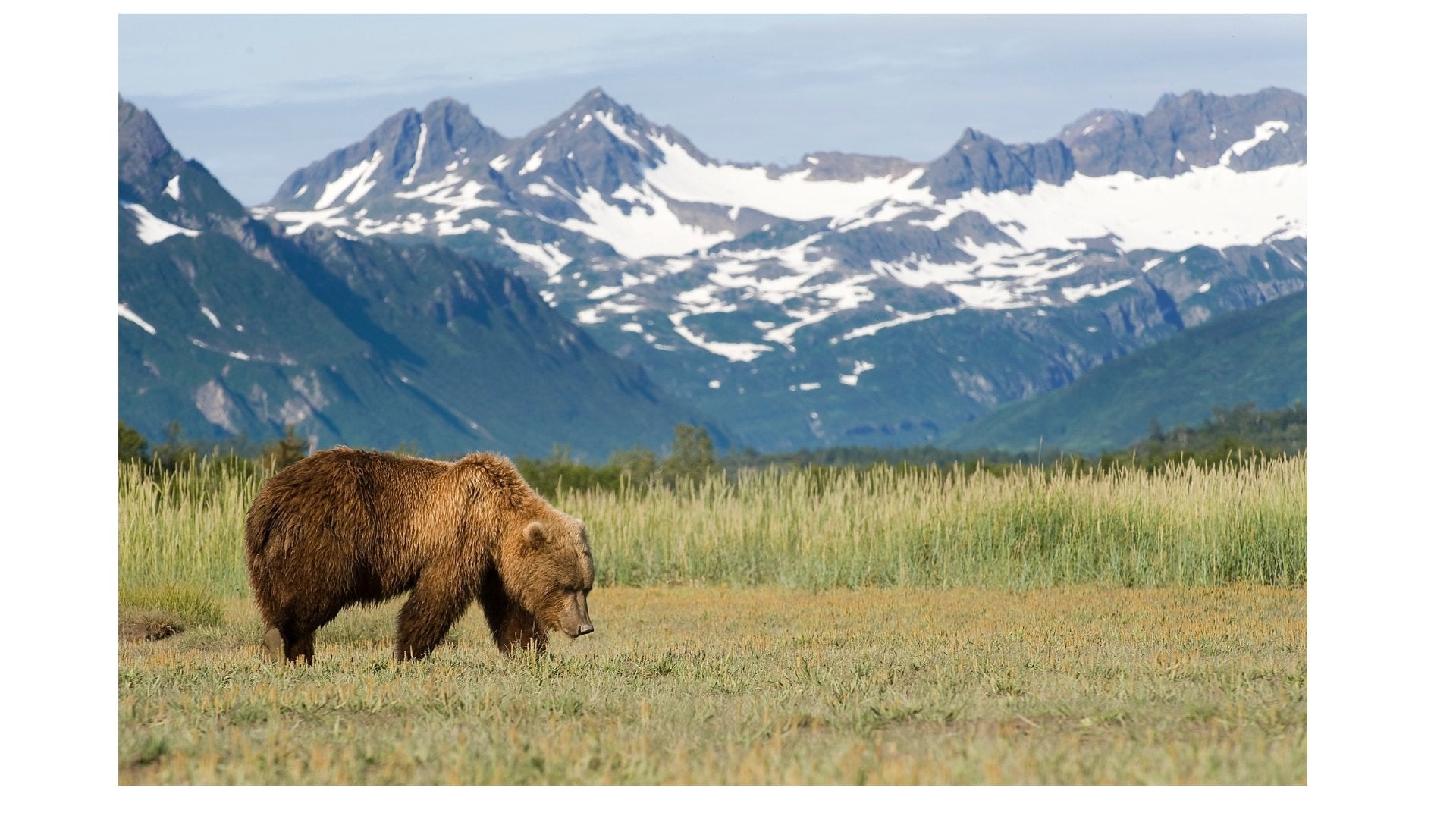 What is Conservation and Why Does it Matter? - Wilding Life